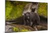 Black Bear Standing on Boulders, Tongass National Forest Alaska, USA-Jaynes Gallery-Mounted Photographic Print