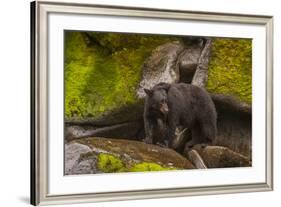 Black Bear Standing on Boulders, Tongass National Forest Alaska, USA-Jaynes Gallery-Framed Photographic Print