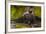 Black Bear Standing on Boulders, Tongass National Forest Alaska, USA-Jaynes Gallery-Framed Photographic Print