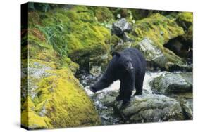 Black Bear Standing on Rocks-DLILLC-Stretched Canvas