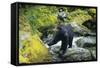 Black Bear Standing on Rocks-DLILLC-Framed Stretched Canvas