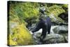 Black Bear Standing on Rocks-DLILLC-Stretched Canvas