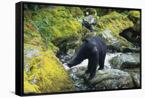 Black Bear Standing on Rocks-DLILLC-Framed Stretched Canvas