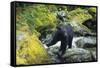 Black Bear Standing on Rocks-DLILLC-Framed Stretched Canvas