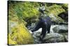 Black Bear Standing on Rocks-DLILLC-Stretched Canvas