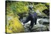 Black Bear Standing on Rocks-DLILLC-Stretched Canvas