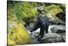 Black Bear Standing on Rocks-DLILLC-Stretched Canvas