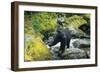 Black Bear Standing on Rocks-DLILLC-Framed Photographic Print