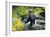 Black Bear Standing on Rocks-DLILLC-Framed Photographic Print