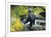 Black Bear Standing on Rocks-DLILLC-Framed Photographic Print