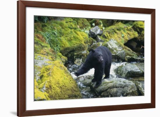 Black Bear Standing on Rocks-DLILLC-Framed Photographic Print