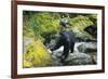 Black Bear Standing on Rocks-DLILLC-Framed Photographic Print