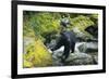 Black Bear Standing on Rocks-DLILLC-Framed Photographic Print