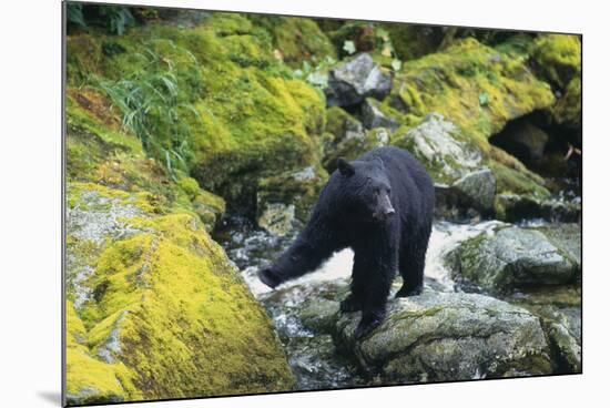 Black Bear Standing on Rocks-DLILLC-Mounted Photographic Print