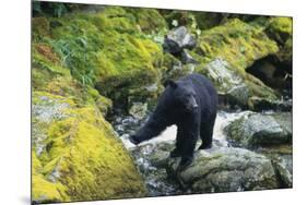 Black Bear Standing on Rocks-DLILLC-Mounted Photographic Print