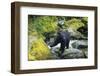 Black Bear Standing on Rocks-DLILLC-Framed Photographic Print