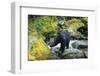 Black Bear Standing on Rocks-DLILLC-Framed Photographic Print