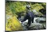 Black Bear Standing on Rocks-DLILLC-Mounted Photographic Print