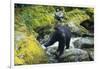 Black Bear Standing on Rocks-DLILLC-Framed Photographic Print