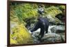 Black Bear Standing on Rocks-DLILLC-Framed Photographic Print