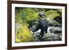 Black Bear Standing on Rocks-DLILLC-Framed Photographic Print