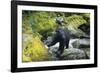 Black Bear Standing on Rocks-DLILLC-Framed Photographic Print