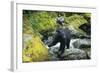 Black Bear Standing on Rocks-DLILLC-Framed Photographic Print