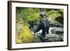 Black Bear Standing on Rocks-DLILLC-Framed Photographic Print