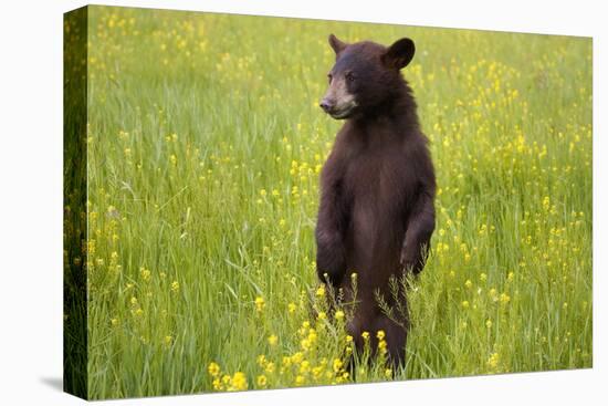 Black Bear Surveying Area-W. Perry Conway-Stretched Canvas