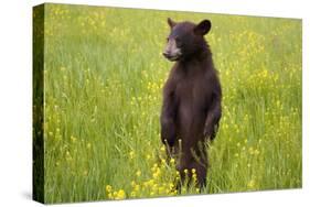 Black Bear Surveying Area-W. Perry Conway-Stretched Canvas