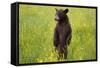 Black Bear Surveying Area-W. Perry Conway-Framed Stretched Canvas