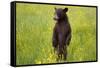 Black Bear Surveying Area-W. Perry Conway-Framed Stretched Canvas