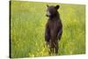 Black Bear Surveying Area-W. Perry Conway-Stretched Canvas