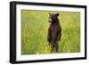 Black Bear Surveying Area-W. Perry Conway-Framed Photographic Print