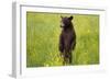 Black Bear Surveying Area-W. Perry Conway-Framed Photographic Print