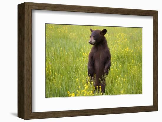 Black Bear Surveying Area-W. Perry Conway-Framed Photographic Print