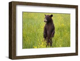 Black Bear Surveying Area-W. Perry Conway-Framed Photographic Print