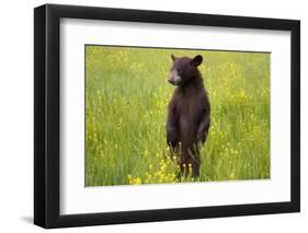 Black Bear Surveying Area-W. Perry Conway-Framed Photographic Print