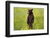 Black Bear Surveying Area-W. Perry Conway-Framed Photographic Print