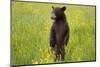 Black Bear Surveying Area-W. Perry Conway-Mounted Photographic Print