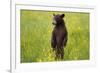 Black Bear Surveying Area-W. Perry Conway-Framed Photographic Print