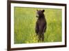 Black Bear Surveying Area-W. Perry Conway-Framed Photographic Print