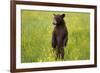 Black Bear Surveying Area-W. Perry Conway-Framed Photographic Print