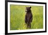 Black Bear Surveying Area-W. Perry Conway-Framed Photographic Print