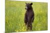 Black Bear Surveying Area-W. Perry Conway-Mounted Photographic Print