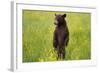 Black Bear Surveying Area-W. Perry Conway-Framed Photographic Print