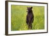 Black Bear Surveying Area-W. Perry Conway-Framed Photographic Print