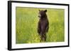 Black Bear Surveying Area-W. Perry Conway-Framed Photographic Print