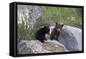 Black Bear Two Cubs Playing on Rocks-null-Framed Stretched Canvas