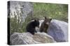 Black Bear Two Cubs Playing on Rocks-null-Stretched Canvas